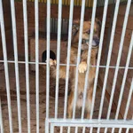 Pies do adopcji, Orzechowce, 6 marca 2023