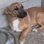 Znaleziono psa, Nowa Krępa, 10 sierpnia 2022