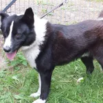 Znaleziono psa, Nowa Krępa, 29 sierpnia 2022