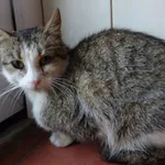 Znaleziono kota, Pieckowo, 2 czerwca 2022