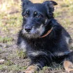 Pies do adopcji, Sopot, 9 marca 2023