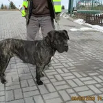 Znaleziono psa, Gdańsk, 9 marca 2023