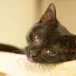 Kot do adopcji, Świdnica, 7 grudnia 2022