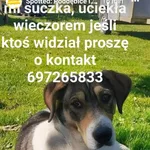 Zaginął pies, Łódź, 15 grudnia 2021