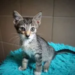 Kot do adopcji, Konin, 13 czerwca 2022