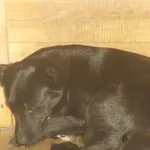 Znaleziono psa, Nowa Krępa, 21 sierpnia 2019