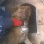 Znaleziono psa, Nowa Krępa, 7 października 2018