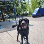 Znaleziono psa, Poznań, 6 maja 2022