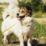 Pies do adopcji, Konin, 27 listopada 2014