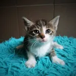 Kot do adopcji, Konin, 13 czerwca 2022