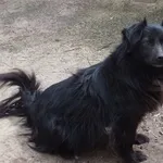 Znaleziono psa, Nowa Krępa, 29 lipca 2019