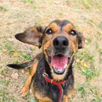 Pies do adopcji, Konin, 11 listopada 2016