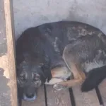 Znaleziono psa, Nowa Krępa, 23 czerwca 2015