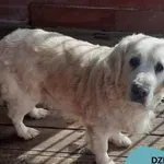 Znaleziono psa, Dąbrówka, 9 marca 2023