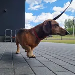 Znaleziono psa, Poznań, 10 lipca 2022