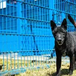 Pies do adopcji, Tychy, 3 czerwca 2021