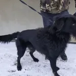 Znaleziono psa, Przemyśl, 7 lutego 2023