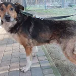 Znaleziono psa, Nowa Krępa, 24 lutego 2023