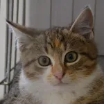 Kot do adopcji, Oświęcim, 12 marca 2023