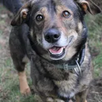 Pies do adopcji, Jelenia Góra, 25 lutego 2023