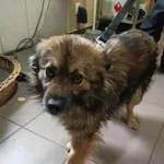 Pies do adopcji, Młodolino, 4 lutego 2023