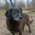 Pies do adopcji, Gorzów Wielkopolski, 10 marca 2023