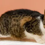 Kot do adopcji, Elbląg, 7 lutego 2023