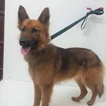 Pies do adopcji, Bytom, 15 lipca 2022