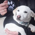 Pies do adopcji, Zielona Góra, 17 marca 2023