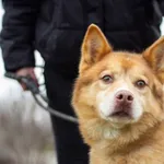 Pies do adopcji, Świdnica, 11 stycznia 2023