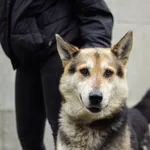 Pies do adopcji, Świdnica, 18 grudnia 2022