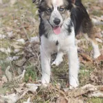 Pies do adopcji, Zielona Góra, 17 marca 2023