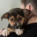 Pies do adopcji, Świdnica, 14 lutego 2023