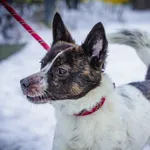 Pies do adopcji, Świdnica, 6 stycznia 2023