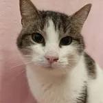 Kot do adopcji, Bytom, 25 stycznia 2023