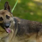 Pies do adopcji, Bytom, 24 czerwca 2022