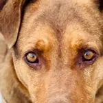 Pies do adopcji, Biała Podlaska, 21 listopada 2022