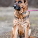 Pies do adopcji, Wysocko Wielkie, 8 czerwca 2022