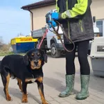 Znaleziono psa, Świdnica, 18 marca 2023