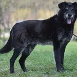 Znaleziono psa, Toruń, 31 marca 2022
