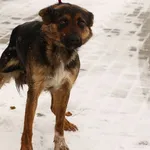 Pies do adopcji, Tatary, 20 stycznia 2021