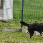 Znaleziono psa, Racławice, 15 marca 2023