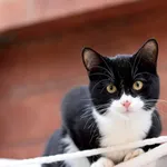 Kot do adopcji, Elbląg, 6 października 2018
