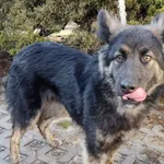 Znaleziono psa, Radom, 13 lutego 2022