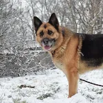 Znaleziono psa, Toruń, 9 grudnia 2021