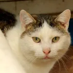 Kot do adopcji, Elbląg, 26 listopada 2016