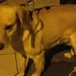 Znaleziono psa, Radom, 25 listopada 2020
