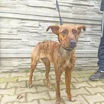 Znaleziono psa, Jędrzejewo, 21 marca 2023