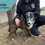 Pies do adopcji, Dąbrówka, 21 marca 2023