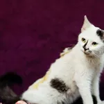 Kot do adopcji, Elbląg, 11 marca 2023